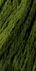 GNTL - Sampler Threads - 0196 - Green Wih Envy