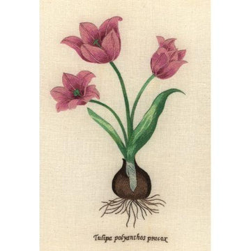 XXX-RWED - DTU1 - Tulip