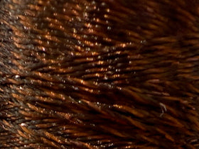 GNST - Twinkle - 0730 - Truffle