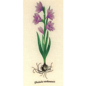 RWED - DGL1 - Gladiolus